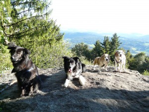 Urlaub mit Hund Bayern, Bayer. Wald