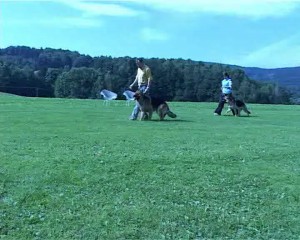 Große Hundeplätze