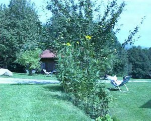 Der Garten