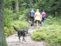 Wandern mit Hund im Bayerischen Wald